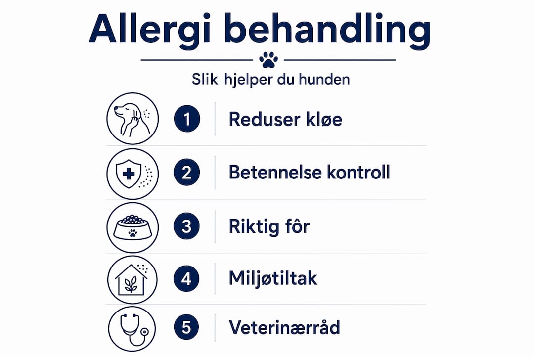 Trinnvis guide: Slik behandles hundeallergi – illustrert med infografikk