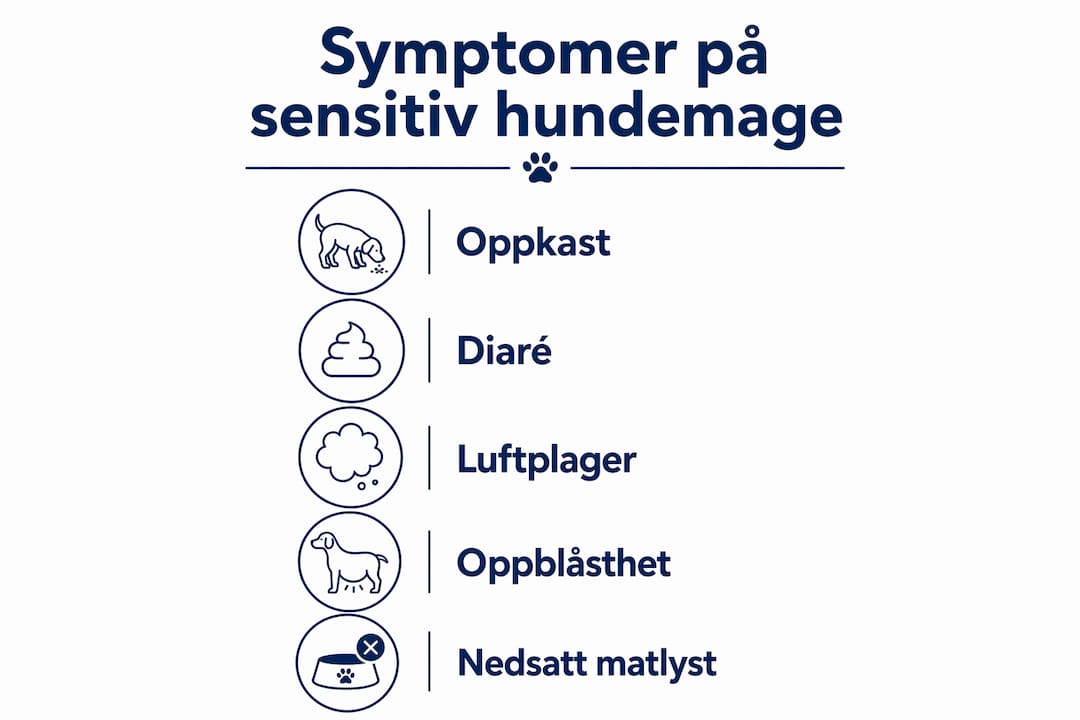 Oversikt: Slik kjenner du igjen symptomer på sensitiv mage hos hund