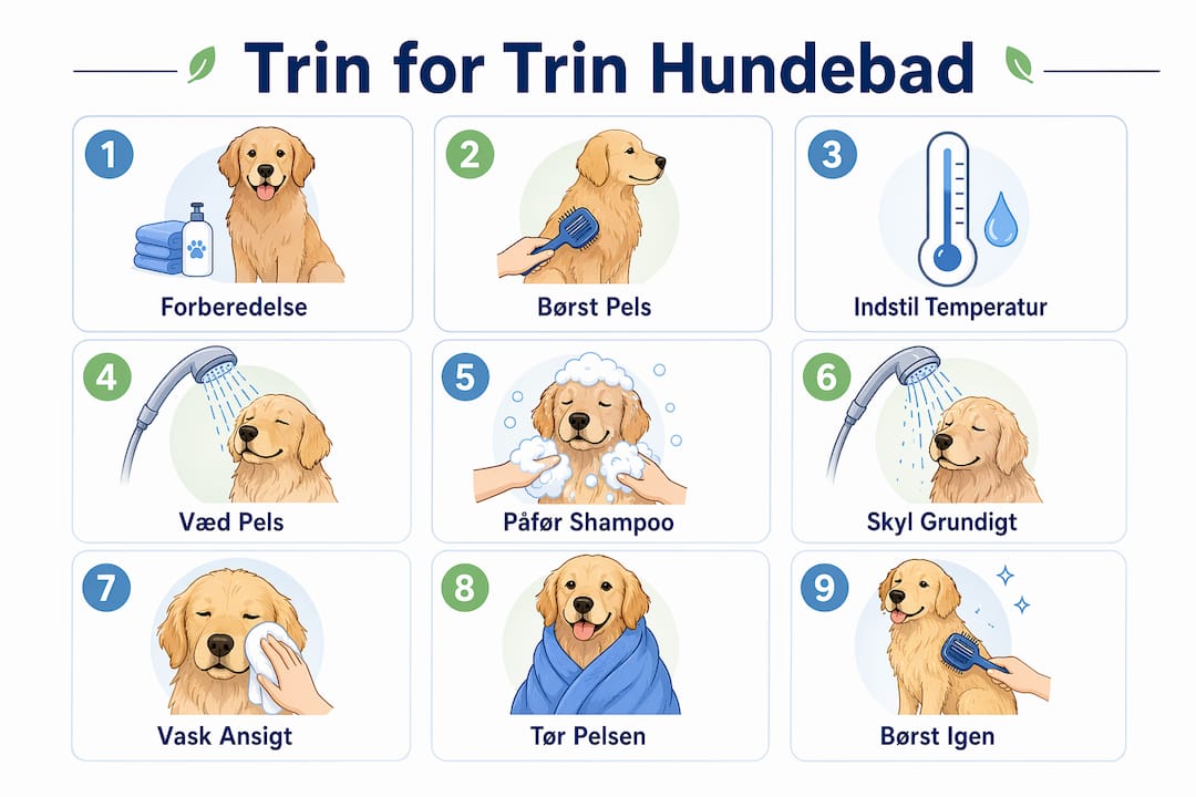 Infografik: Sådan giver du din hund et bad – trin for trin