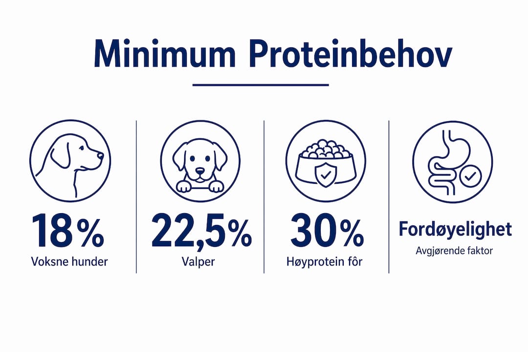 Oversikt: Hvor mye protein trenger hunden din?