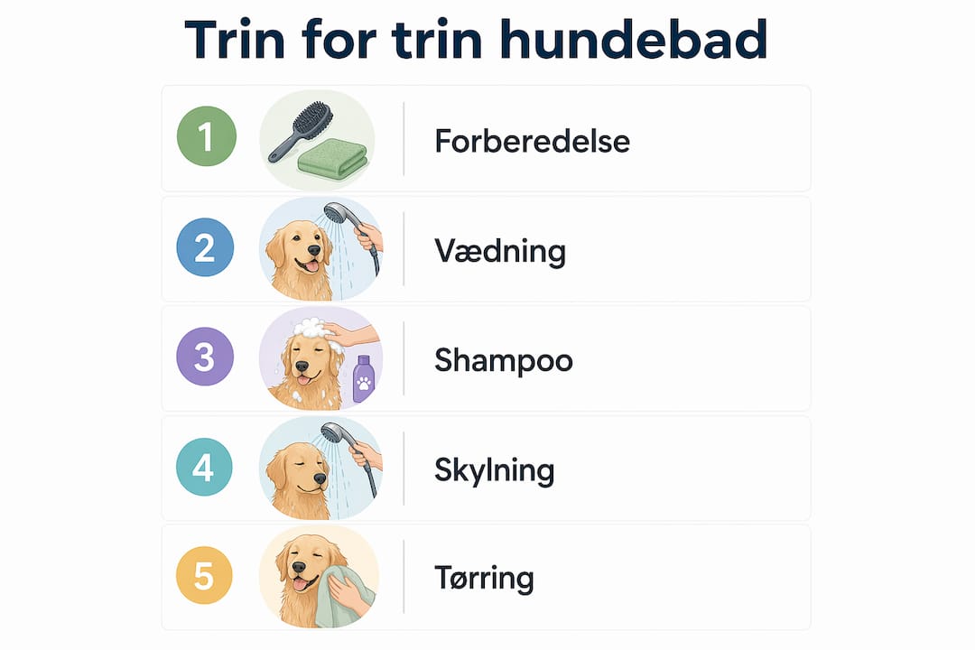 Infografik: Sådan bader du din hund – trin for trin