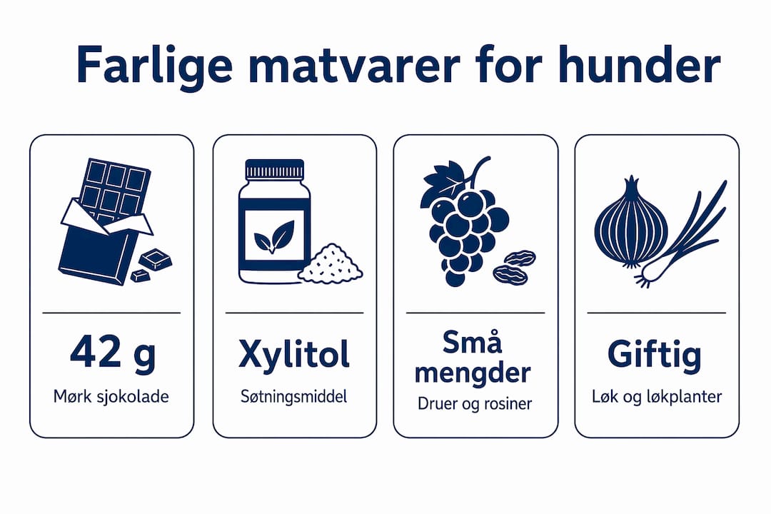Infografikk: Matvarer du bør holde unna hunden din