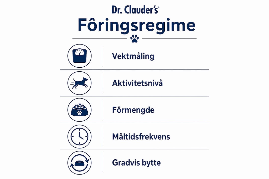 En infografikk som illustrerer steg-for-steg hvordan du kan sette opp en fôringsrutine for hunden din.