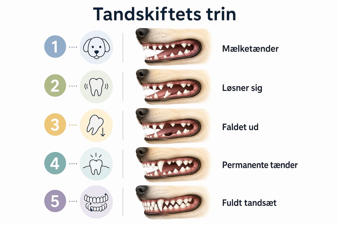 Oversigt: Sådan skifter din hund tænder – trin for trin