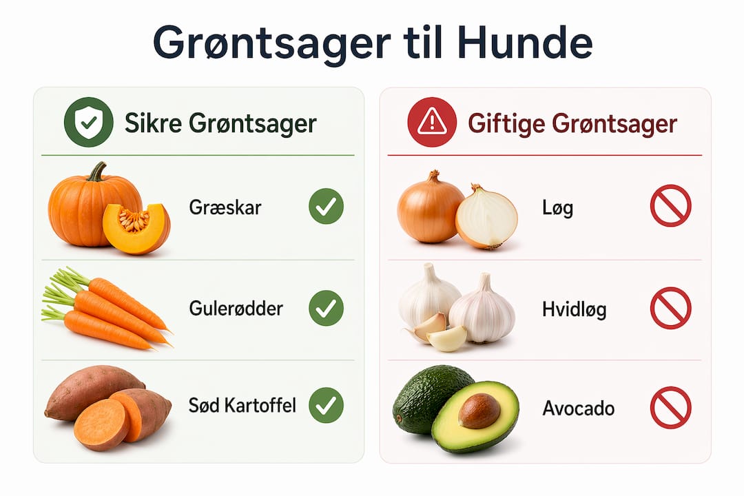 Oversigt: Disse grøntsager må din hund gerne spise – og disse skal du undgå