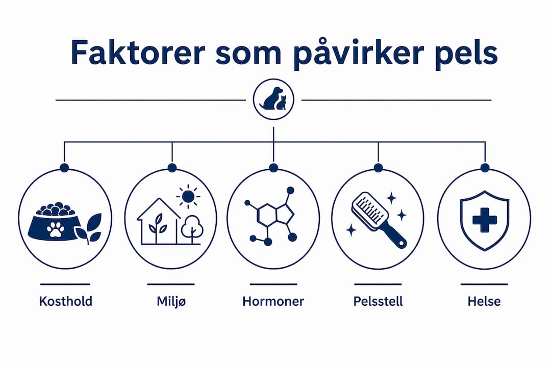 Grafisk oversikt over hva som påvirker pelskvaliteten hos hunder