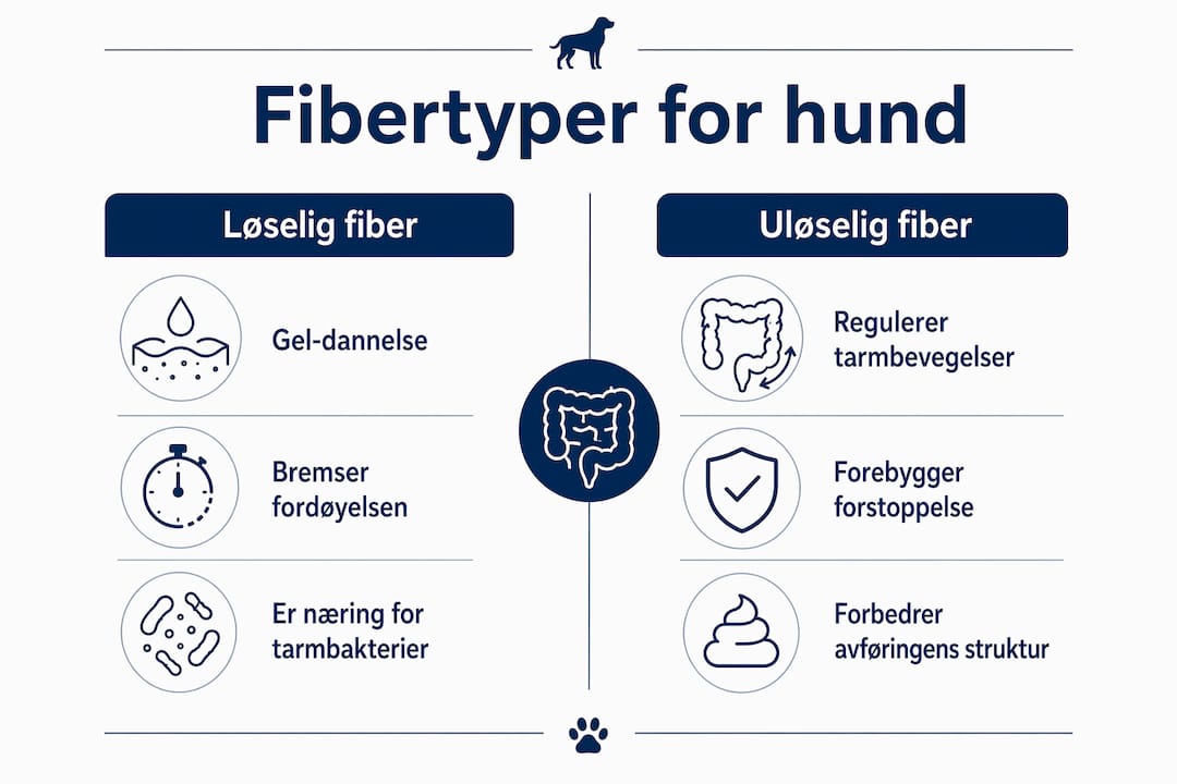 Infografikk som viser forskjeller og fordeler mellom løselig og uløselig fiber i hundemat