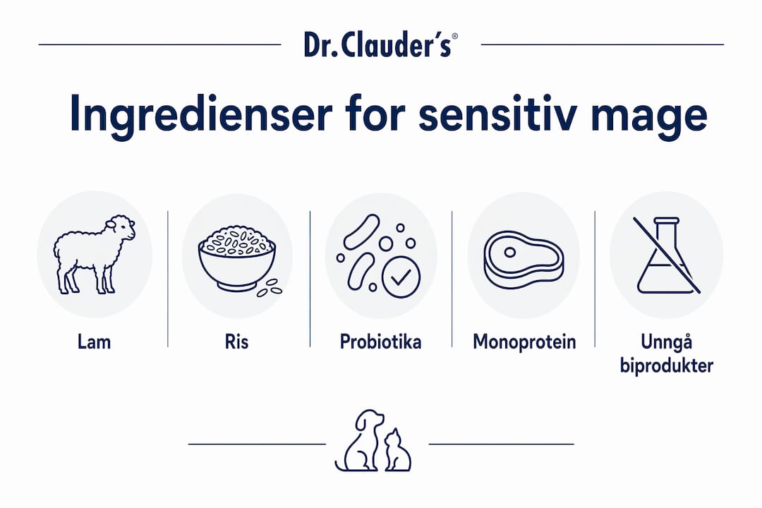Infografikk: Naturlige ingredienser som er bra for hunden din