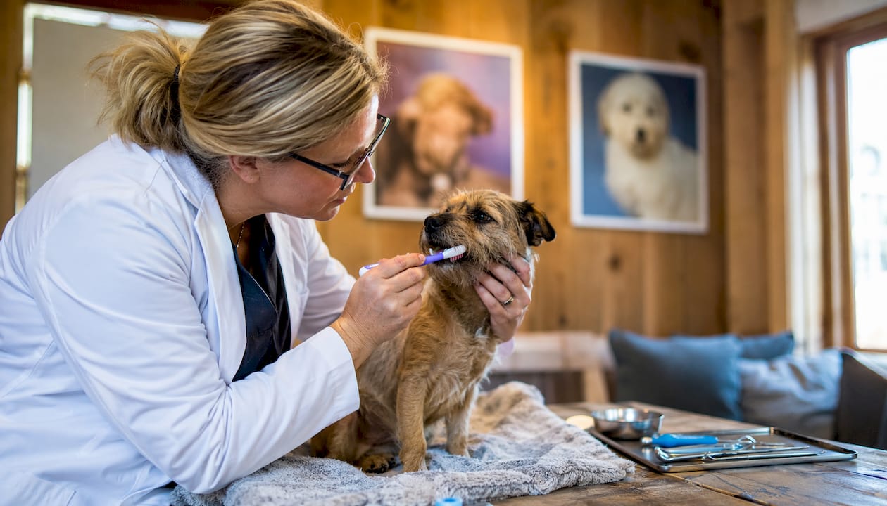Dyrlægen hjælper med at børste tænderne på små hunde i klinikken.