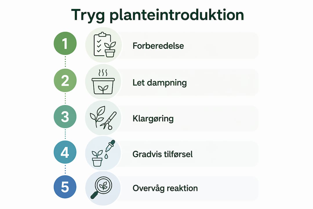 Grafisk guide: Sådan introducerer du planter sikkert i din hunds kost