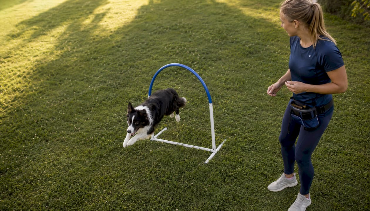 Agilitytrening med border collie i parken