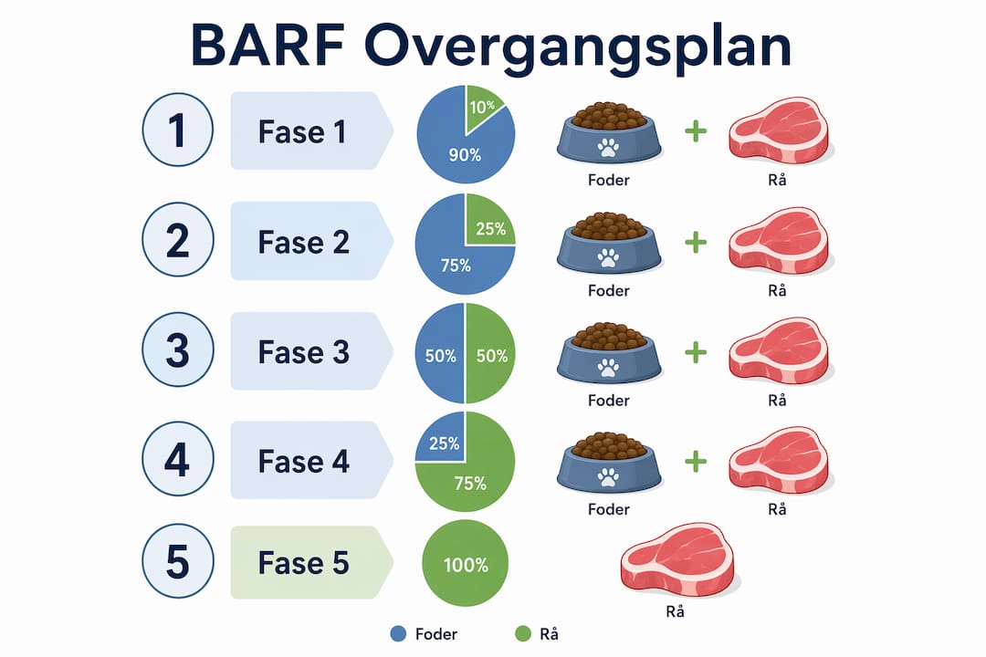 Sådan skifter du til BARF-foder – en guide i 5 trin (infografik)