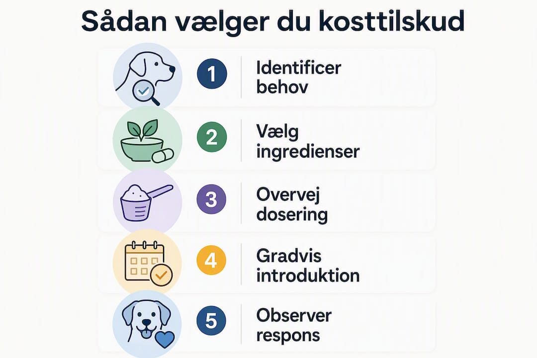 Guide: Sådan vælger du det rette kosttilskud til din hund – trin for trin