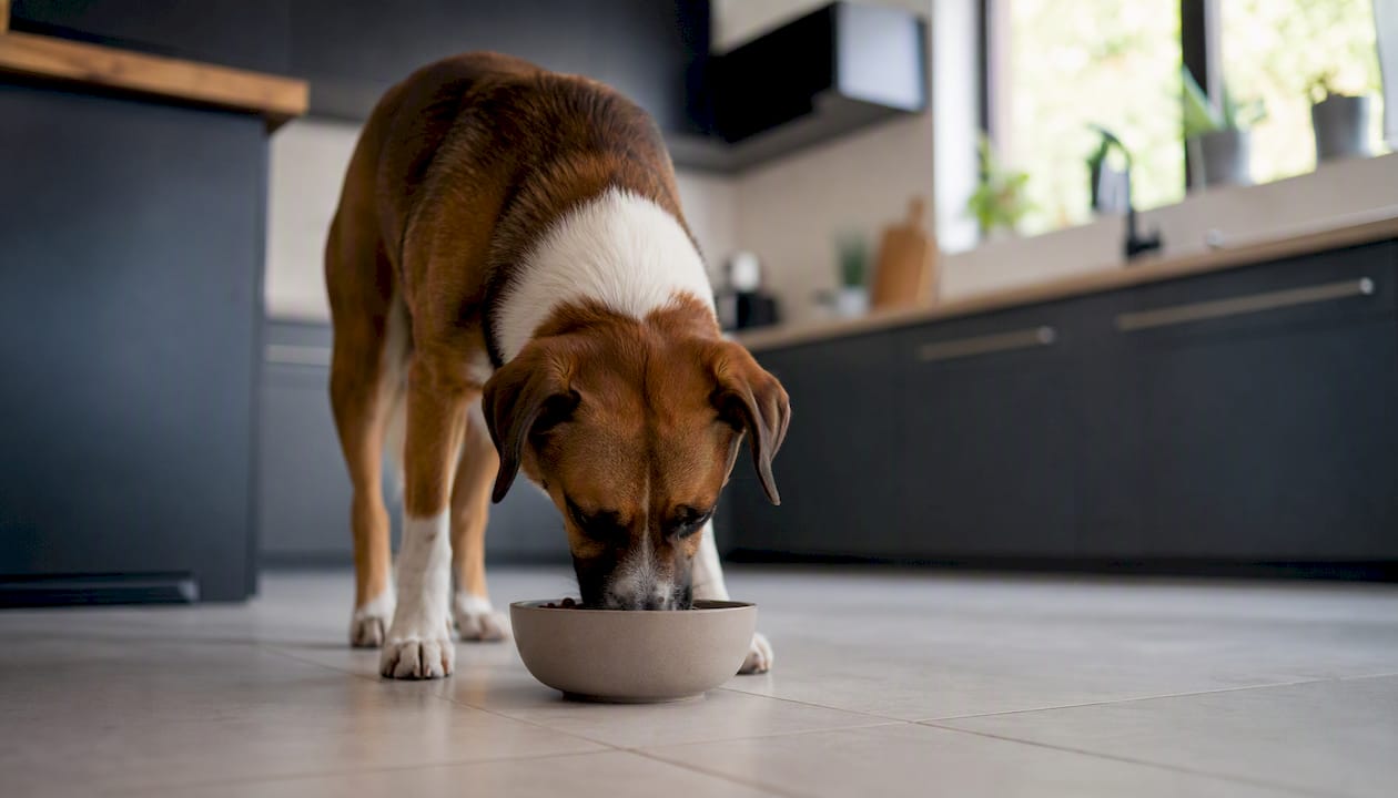 Hund som spiser slankefôr for å holde vekten under kontroll