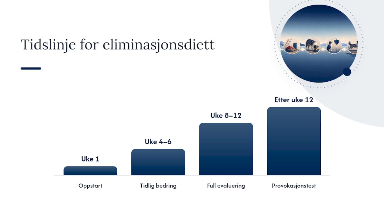 Tidsplan for eliminasjonsdiett ved utredning av allergi hos hund