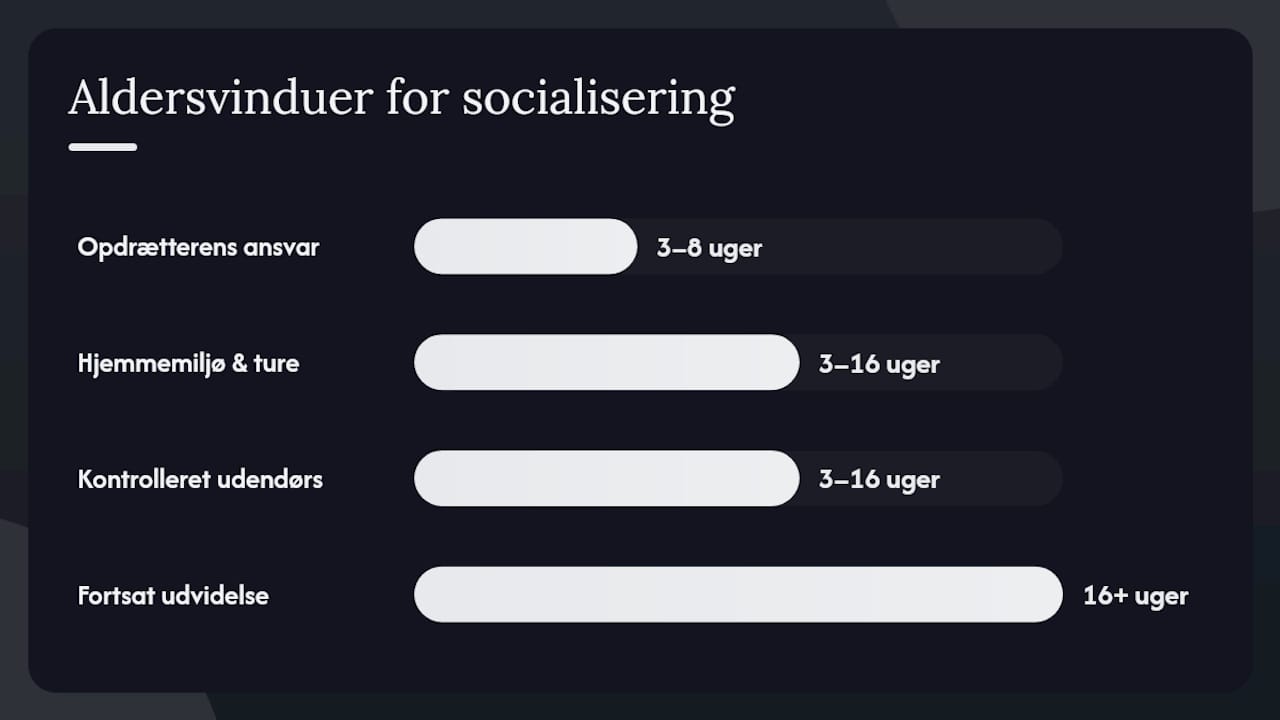 Oversigt: Hvalpens socialiseringsfaser – alder og vigtige miljøpåvirkninger