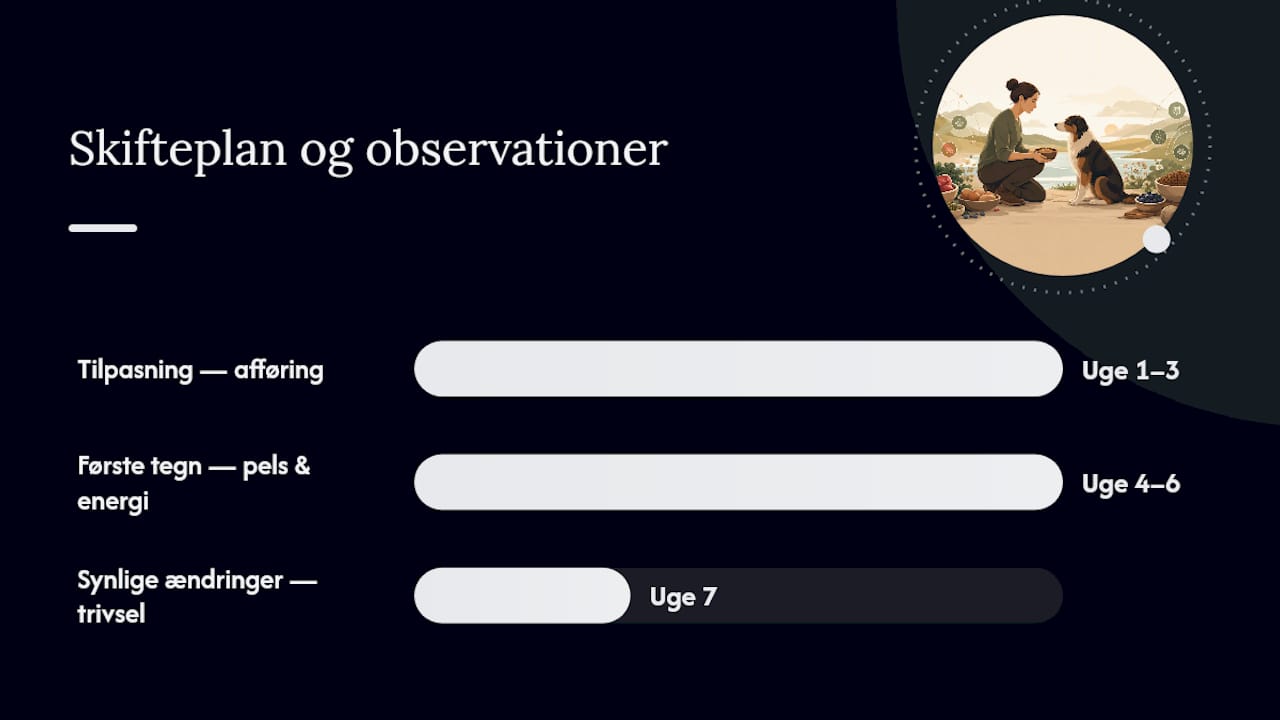 Oversigt over de forskellige faser, når hundens foder skiftes