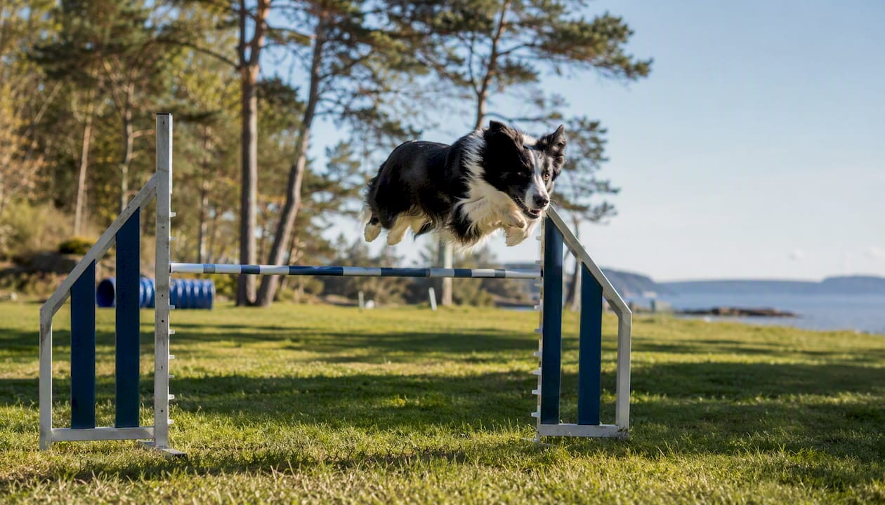 En border collie som hopper over et agilityhinder ute på jordet.