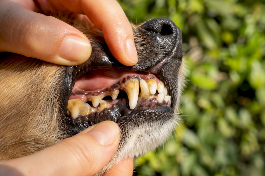 Nærbillede af en hunds tænder med belægninger