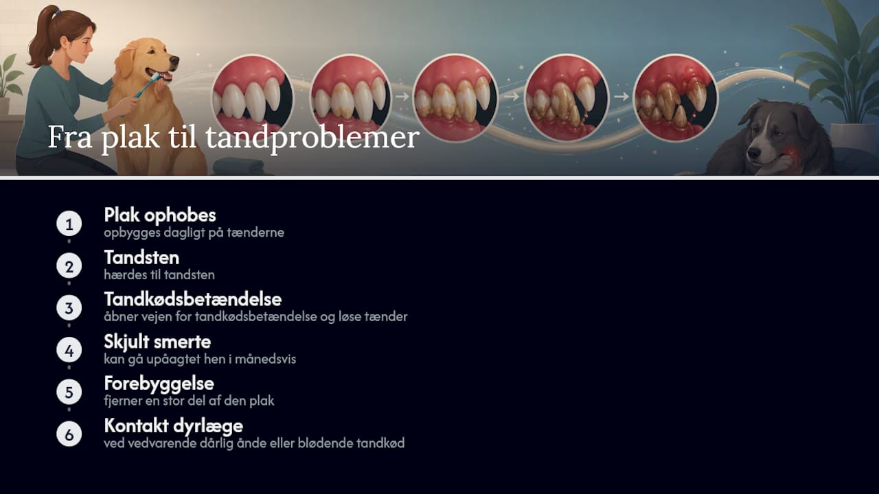 Illustration, der viser hvordan tandproblemer udvikler sig hos hunde trin for trin