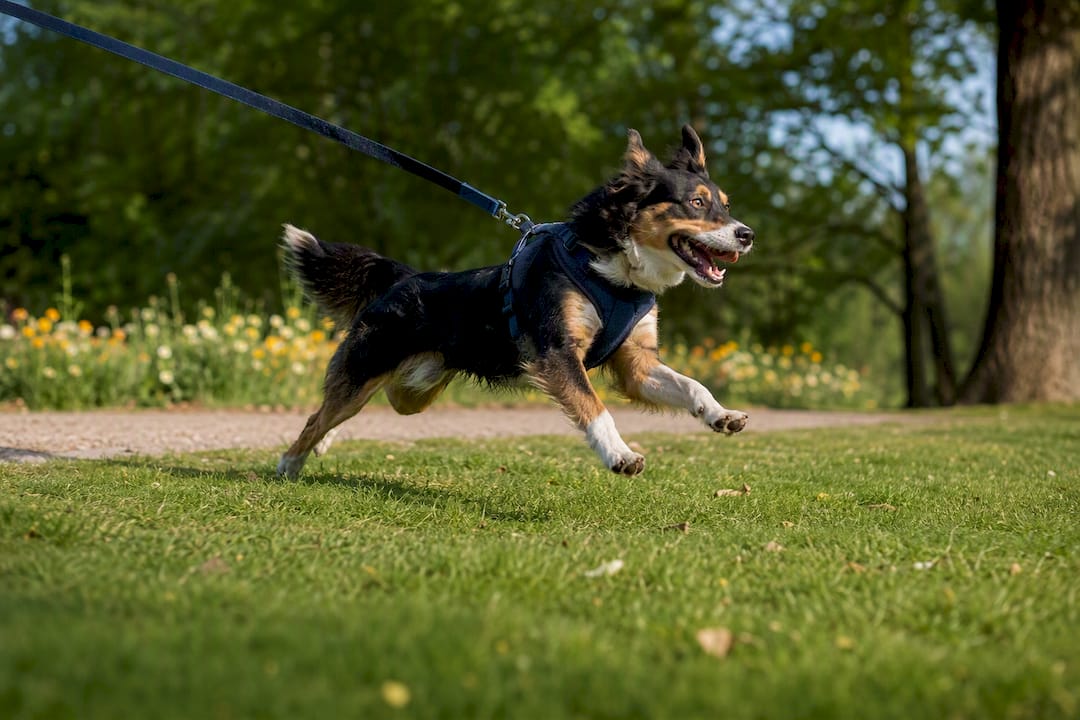 Aktiv hund ute med polstret sele