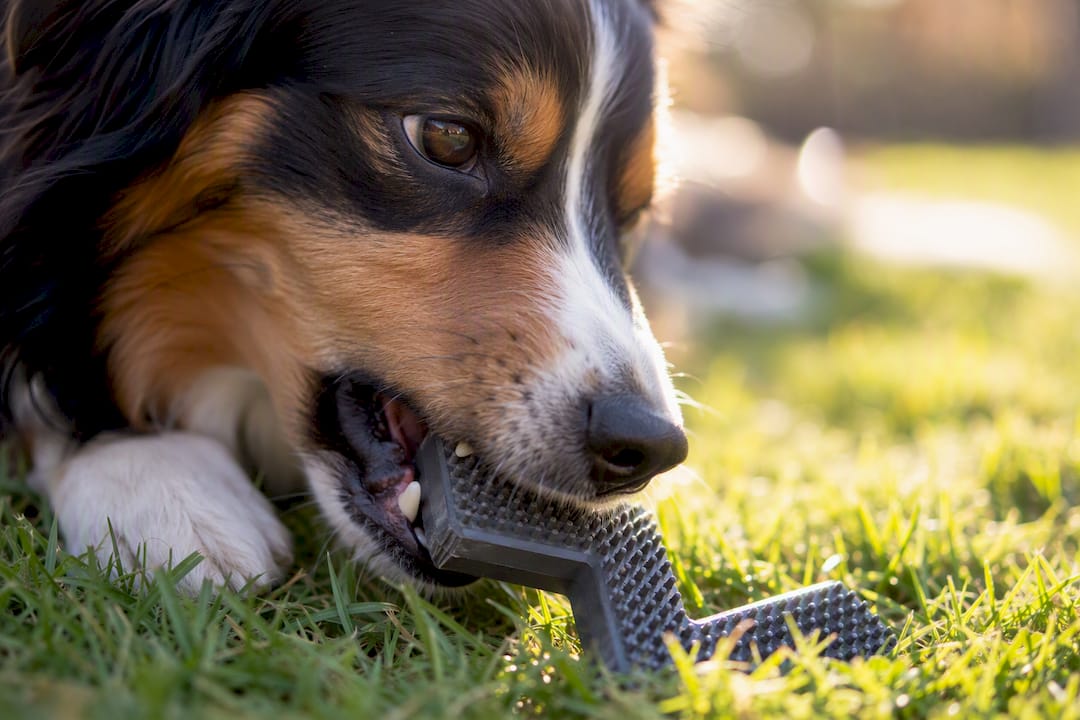 Hund bider i en z-formet tandrensestang