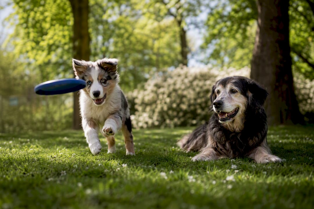 Voksen hund som slapper av og energisk valp som leker