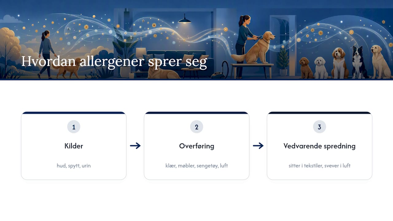 Slik sprer hundeallergener seg i hjemmet