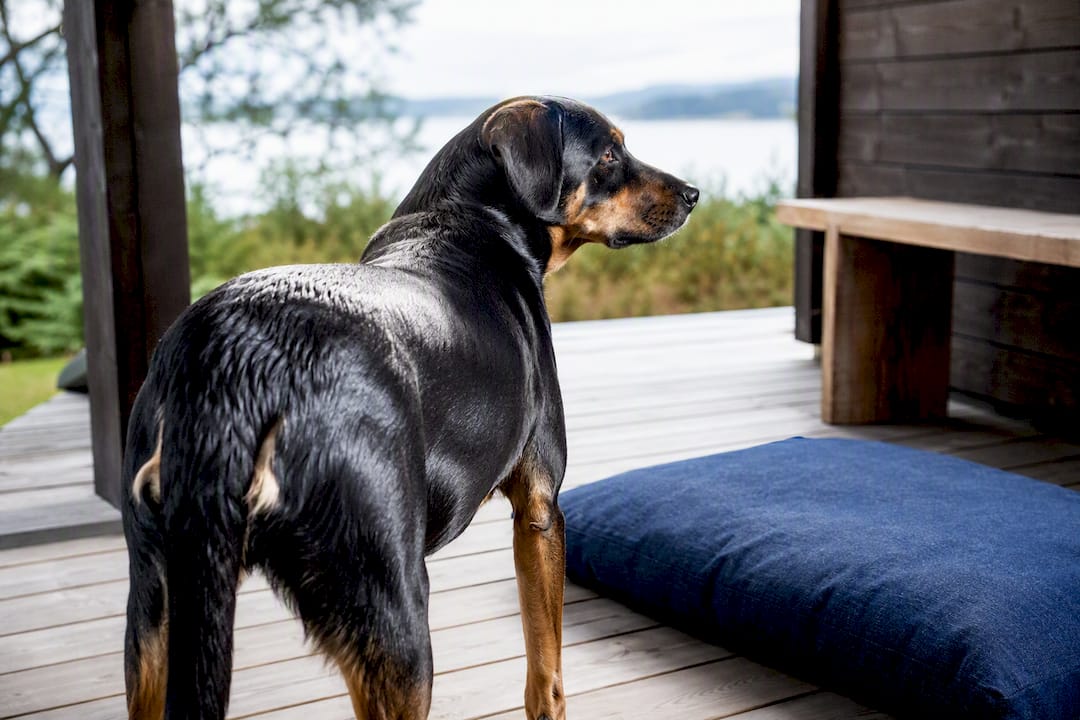 Hund med skinnende pels i naturlig lys