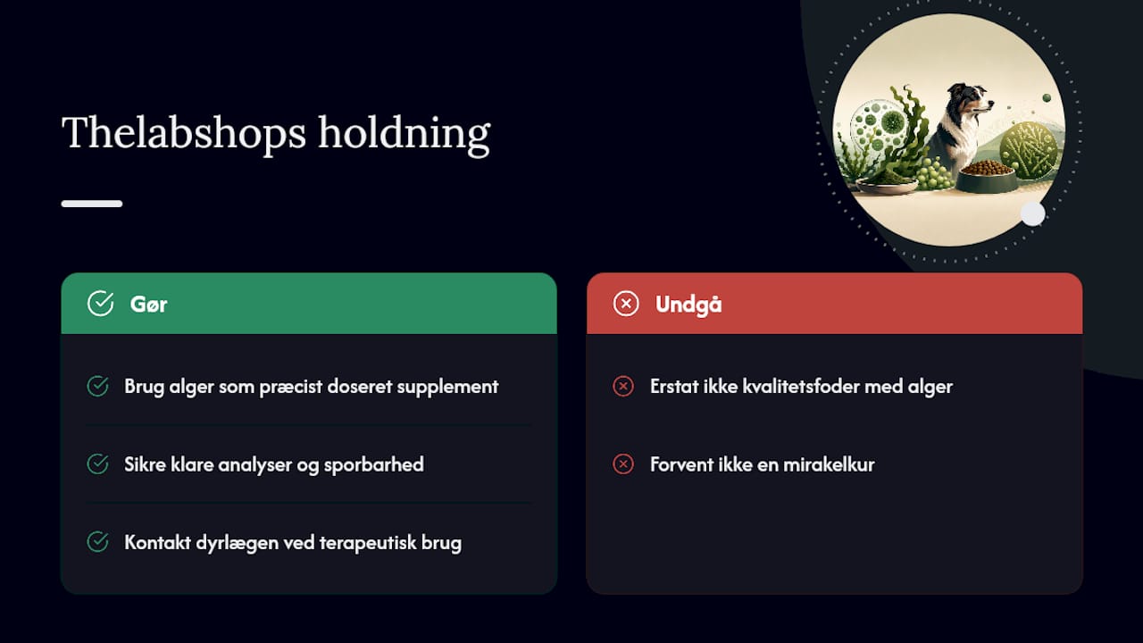 Thelabshops syn på alger i hundefoder — overview diagram