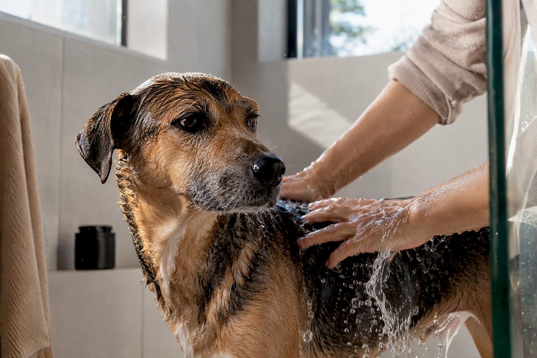 Hunden skylles grundigt efter badet