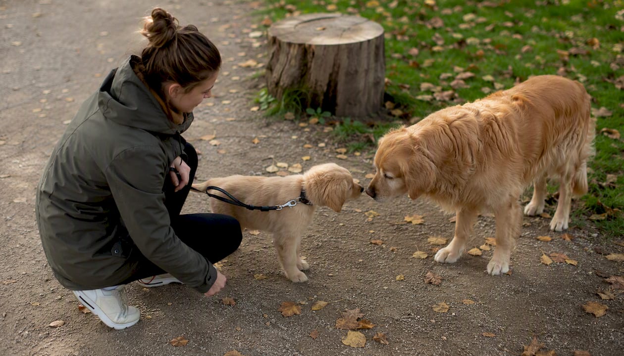 En hvalp møder en rolig voksen hund i parken