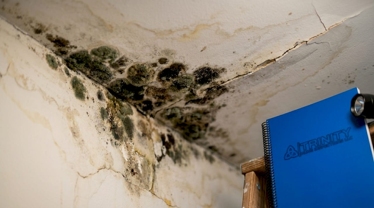Close-up of black mold textures on drywall