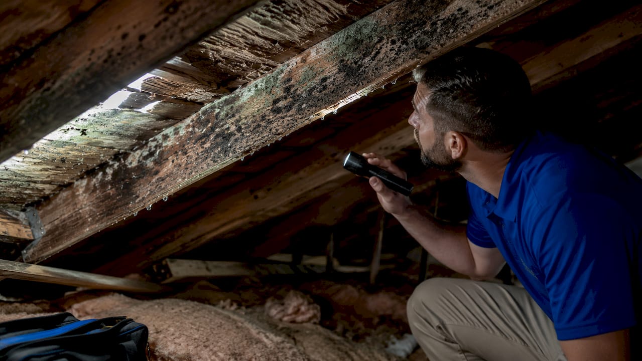 Close-up of attic wood and insulation with mold growth