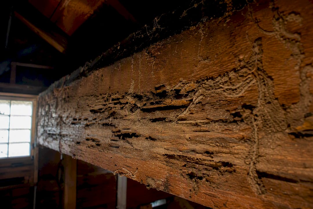 Termite damage on wooden beam close-up