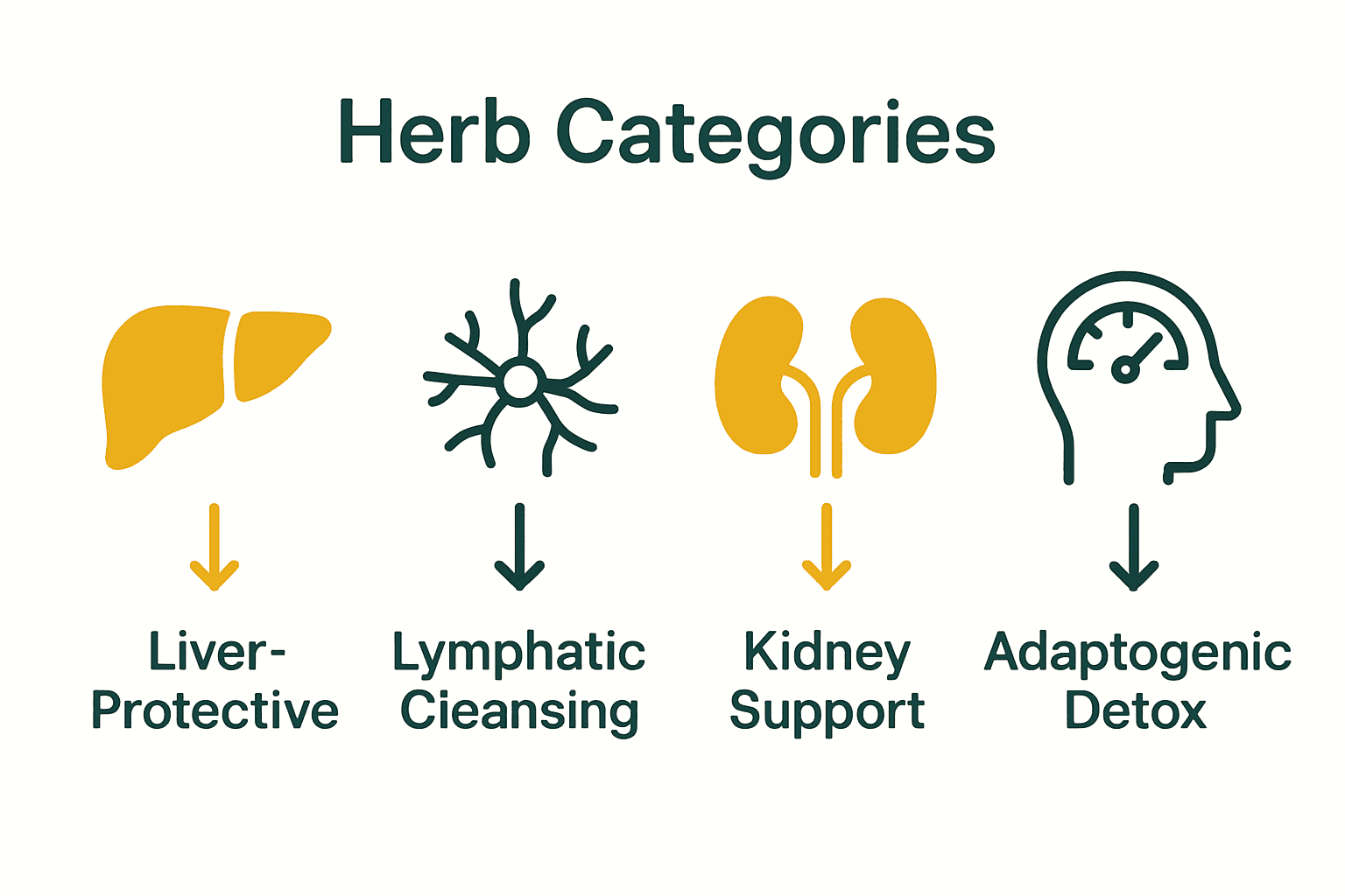 Infographic comparing main detox herb categories and target body systems.