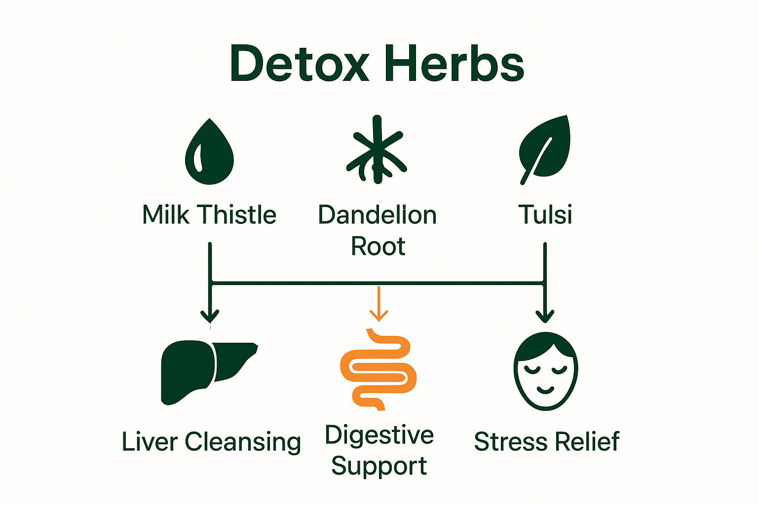 Infographic showing detox herbs and their benefits