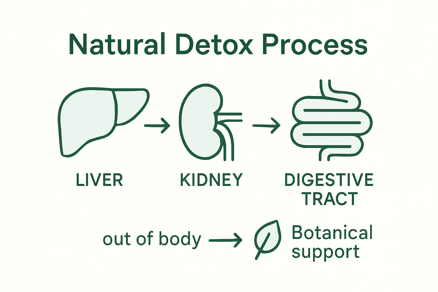 Flowchart of body’s natural detox process