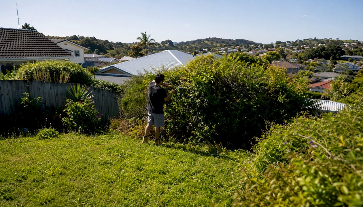 Tenant trimming hedge in NZ backyard
