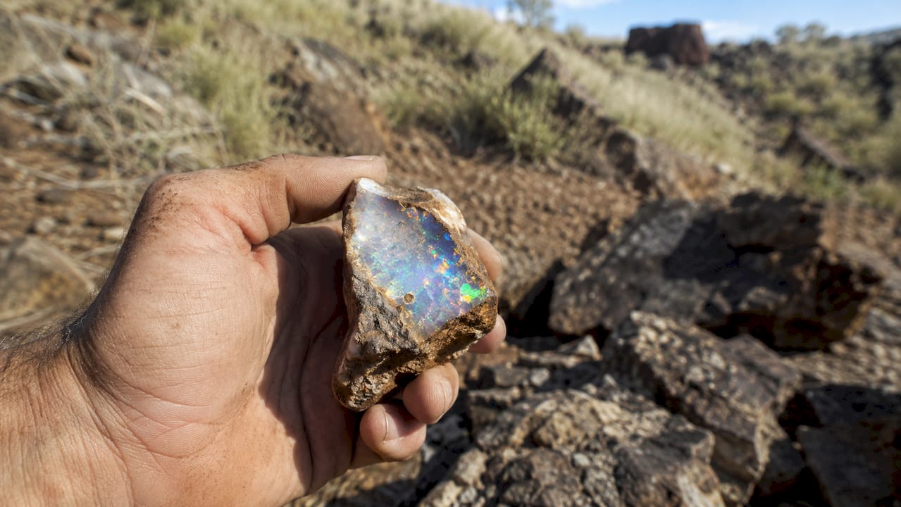 Une main exhibe un fossile opalisé aux reflets éclatants.
