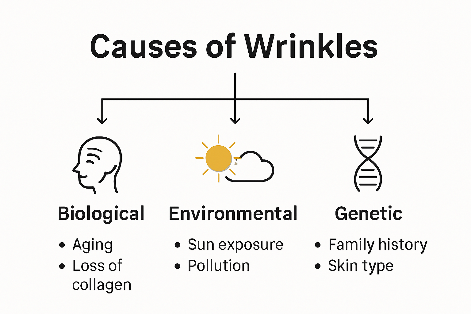 Infographic explaining causes of wrinkles: sun, aging, genetics