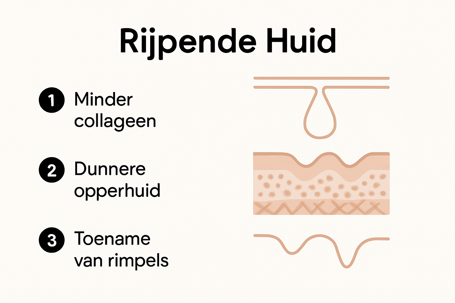 Infographic die laat zien welke biologische veranderingen optreden bij de rijpere huid