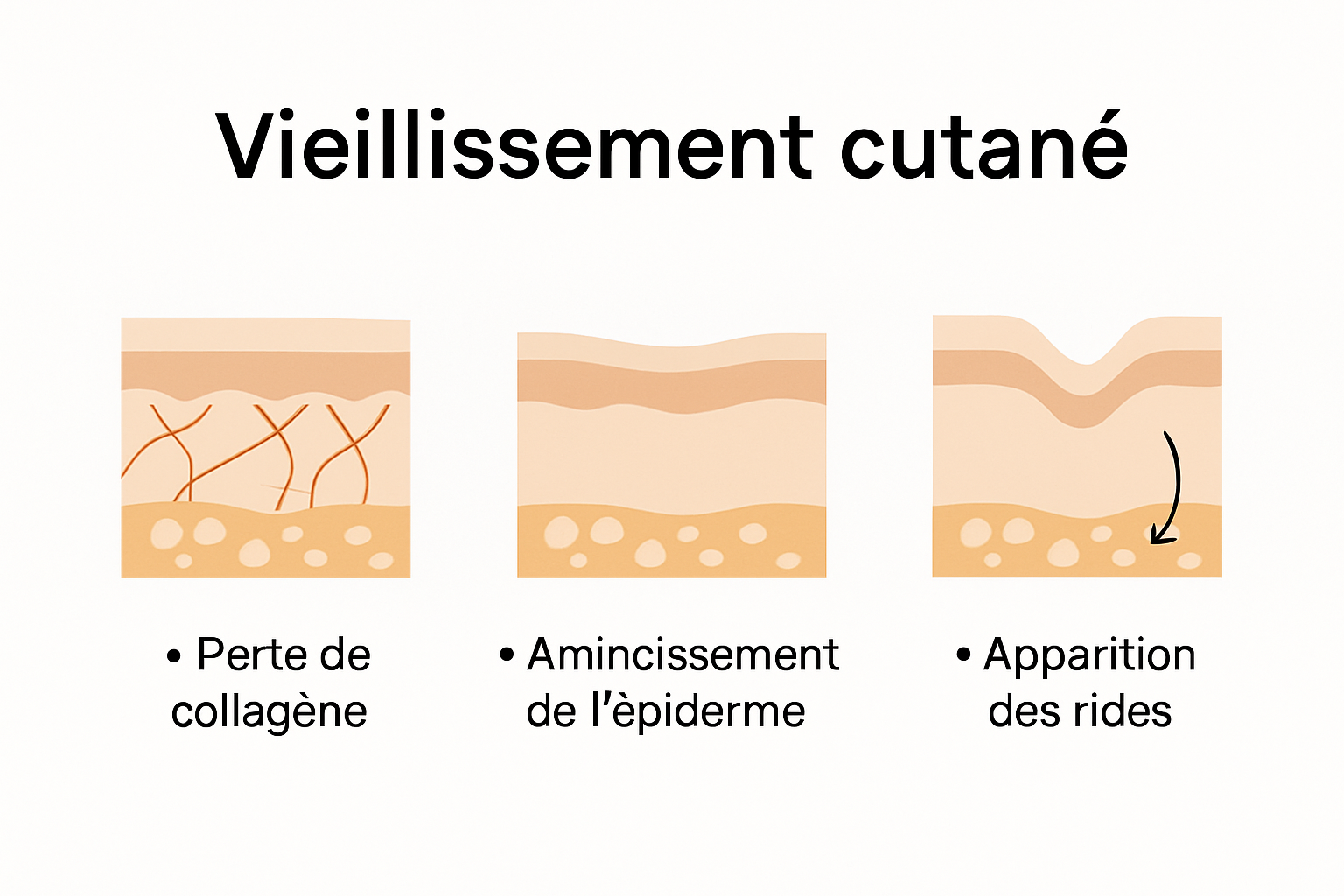 Infographie illustrant les transformations biologiques de la peau mature
