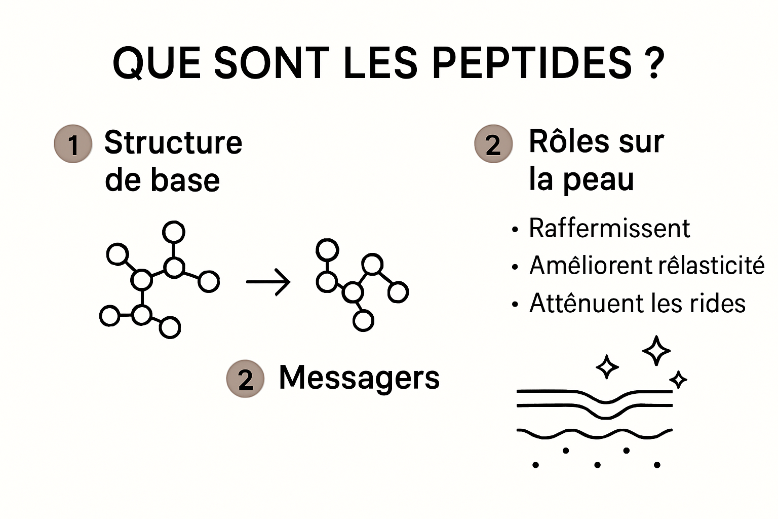 Infographie sur la structure et le rôle des peptides dans la peau