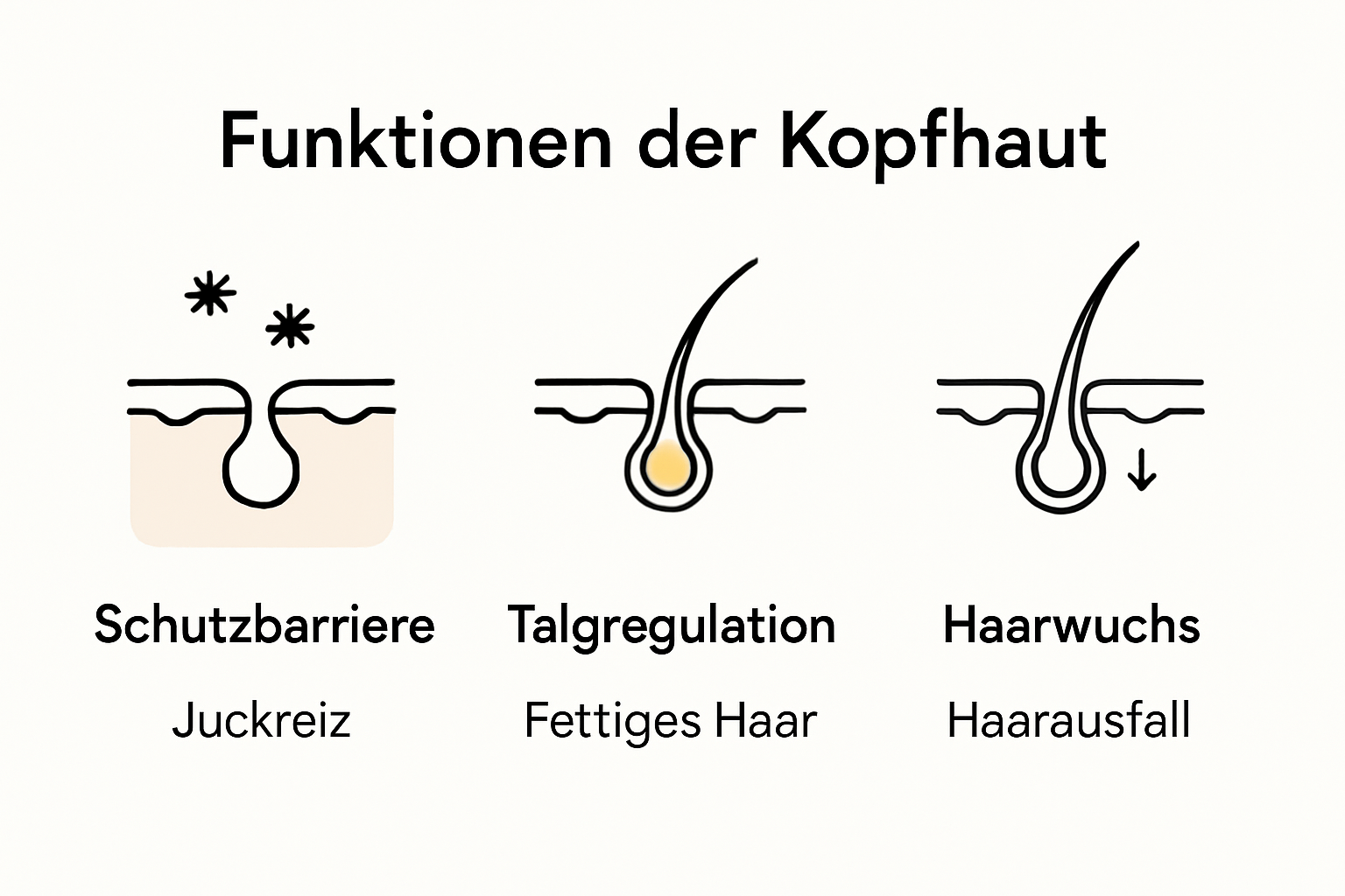 Infografik zu Funktionen und Bedeutung der Kopfhaut