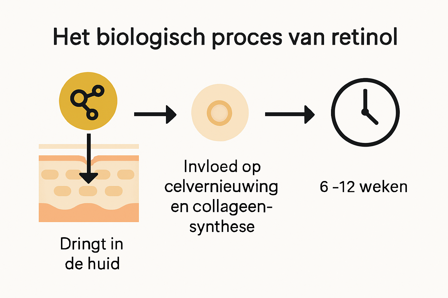 Infografik zur Wirkung von Retinol in der Haut