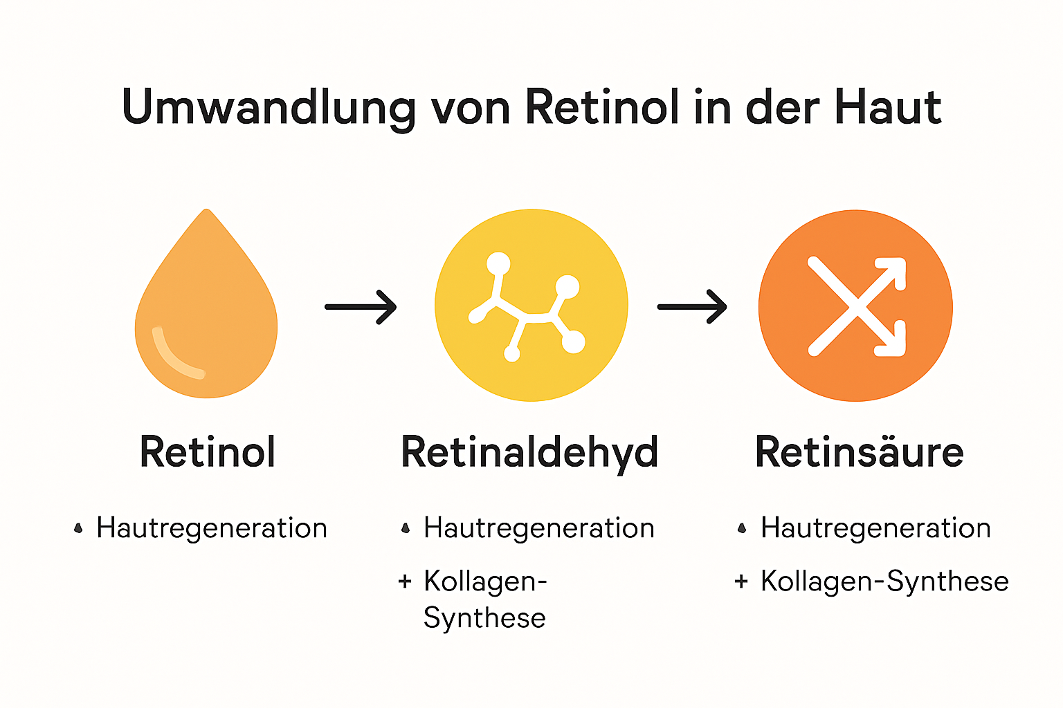 Infografik Umwandlung Retinol Schritte Haut