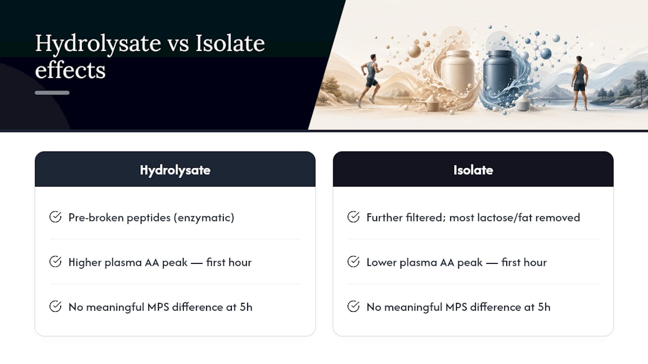 Diagram comparing whey hydrolysate and isolate absorption and effects