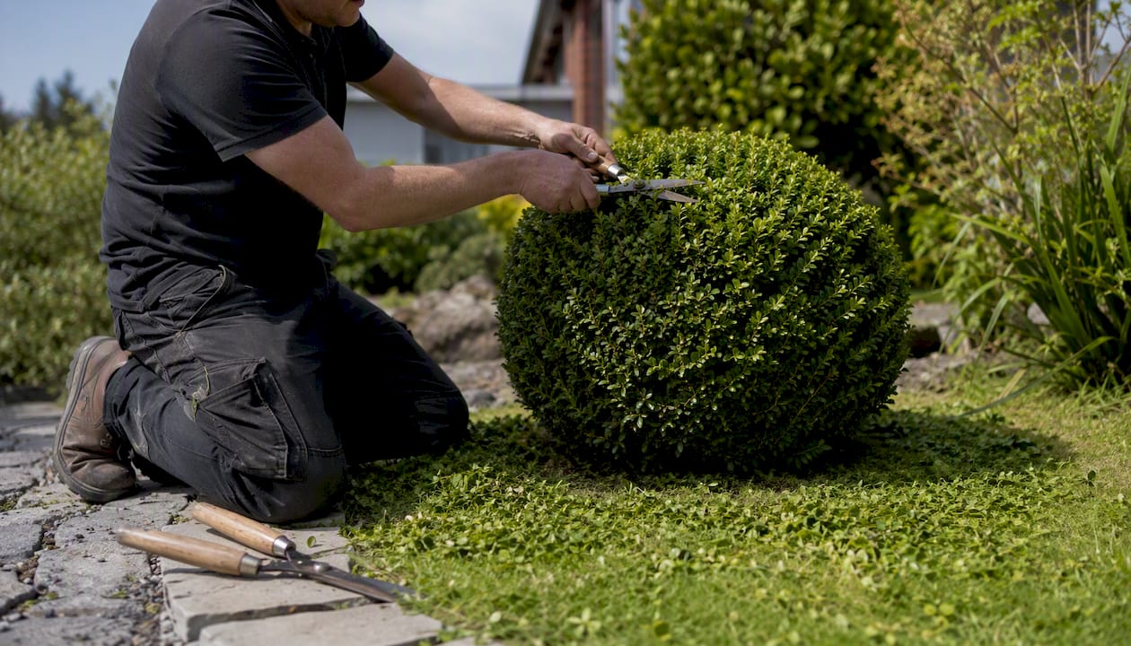 Hands trimming urban shrub in Dublin property