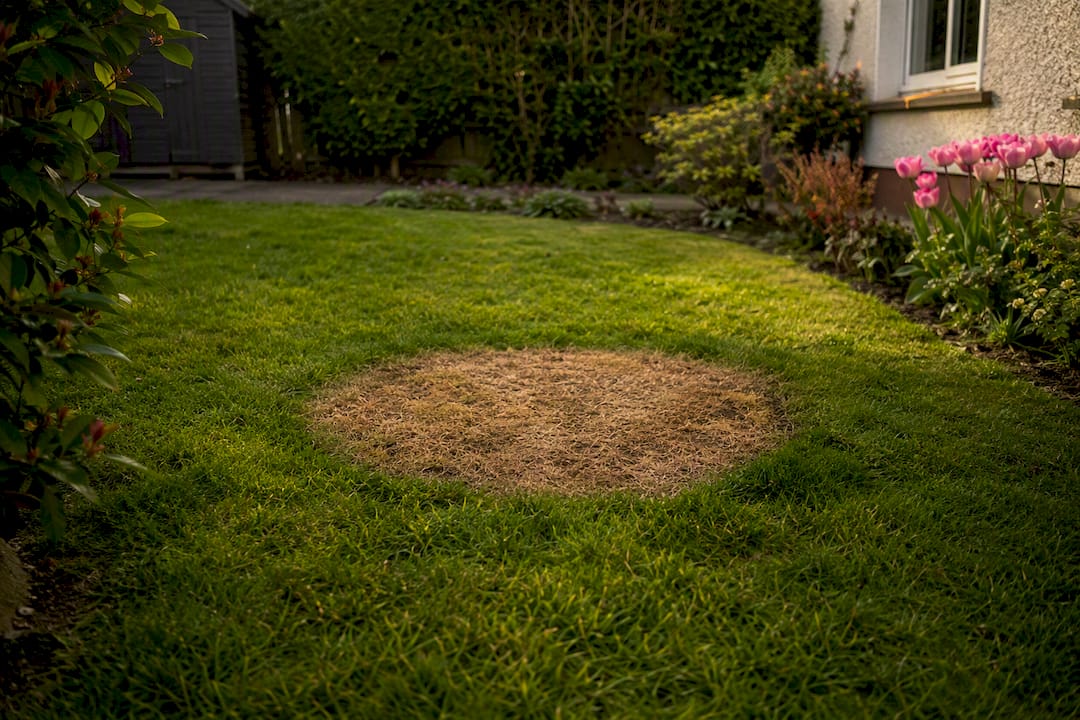 Brown grass patch with dark green ring from dog urine